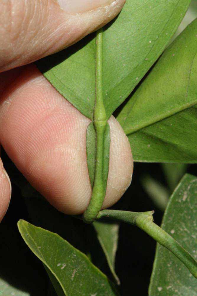              Petiole (Riverside, CA)       